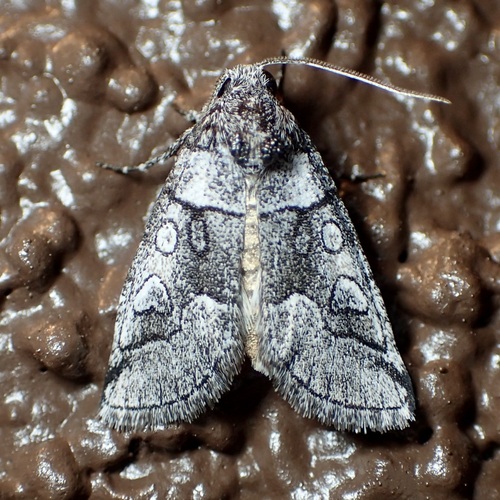 Oxycnemis advena