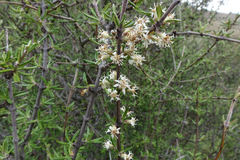 Olearia bullata