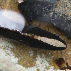 Acanthoclinus fuscus