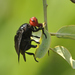 Fruit, Signal, and Picture-winged Flies - Photo (c) Seth Musker, some rights reserved (CC BY), uploaded by Seth Musker