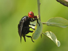 Fruit, Signal, and Picture-winged Flies - Photo (c) Seth Musker, some rights reserved (CC BY), uploaded by Seth Musker