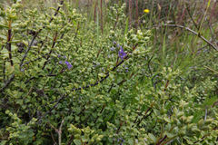 Veronica pimeleoides pimeleoides