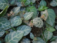 Lepidagathis inaequalis