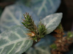 Lepidagathis inaequalis