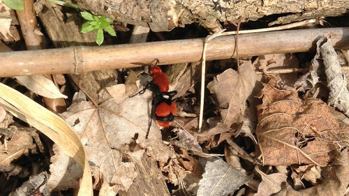 Red velvet ant