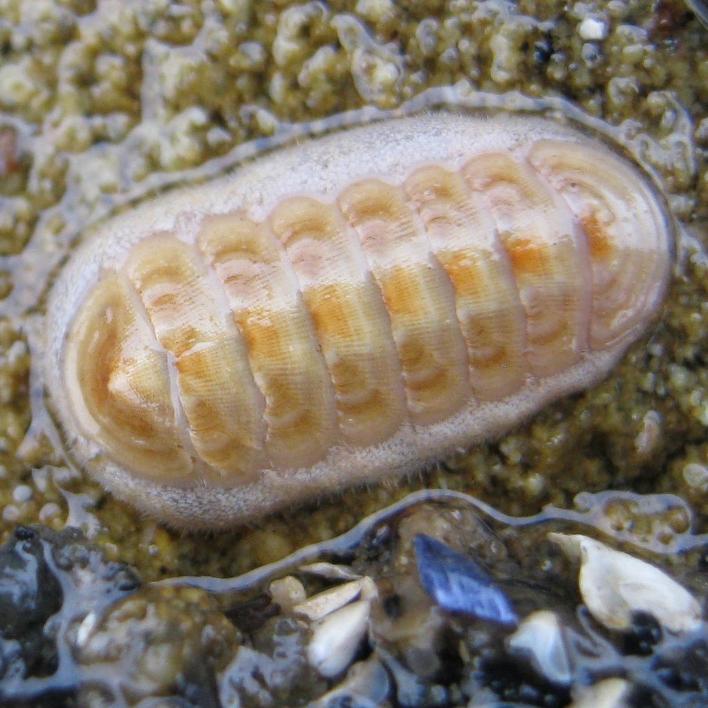 Leptochiton