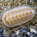 Leptochiton - Photo (c) wild_wind, some rights reserved (CC BY), uploaded by wild_wind