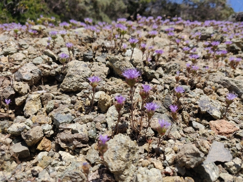 Image of Navarretia heterodoxa by (c) Alexander Wentworth, some rights reserved (CC BY)