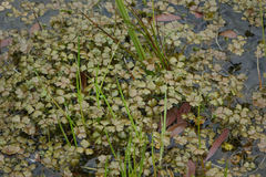 Hydrocotyle sulcata