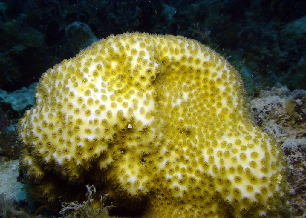 Cyphastrea agassizi