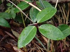 Clematis crassifolia