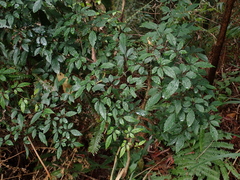 Causonis corniculata