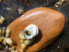 Austrocochlea constricta