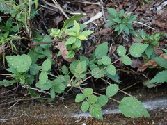 Rubus incanus