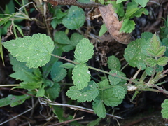 Rubus incanus