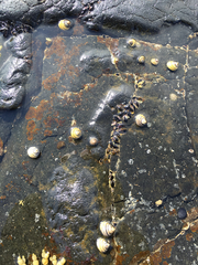 Austrocochlea constricta