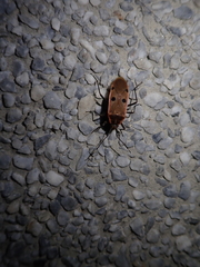 Physopelta quadriguttata