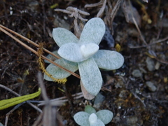 Anaphalis nepalensis