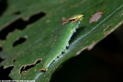 Polyura
