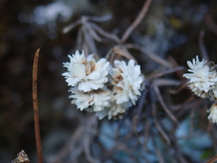 Anaphalis nepalensis