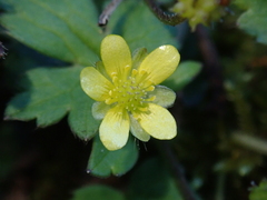 Ranunculus taisanensis