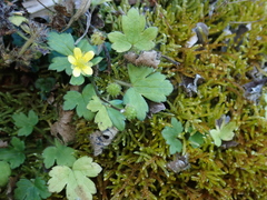 Ranunculus taisanensis