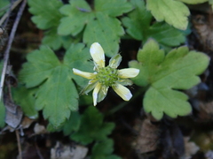 Ranunculus taisanensis