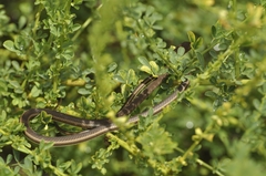Psammophis orientalis
