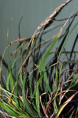 Trisetum arduanum