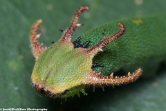 Polyura