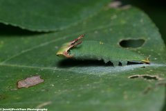Polyura