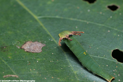 Polyura