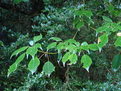Trochodendron aralioides