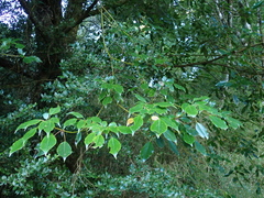 Trochodendron aralioides