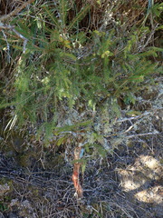 Picea morrisonicola