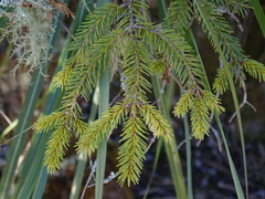 Picea morrisonicola