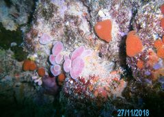 Pseudodistoma australe