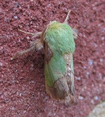 Parasa chloris