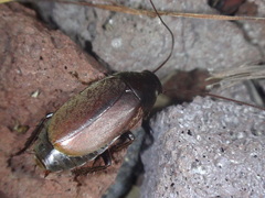 Diploptera punctata