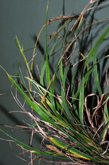 Trisetum arduanum