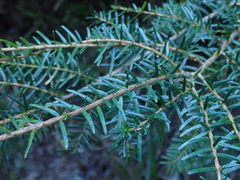 Tsuga chinensis