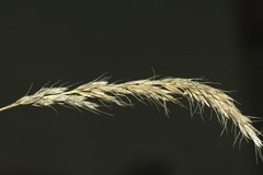 Trisetum arduanum