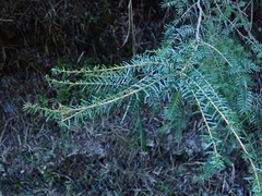 Tsuga chinensis