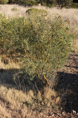 Acacia victoriae
