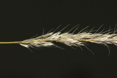 Trisetum arduanum