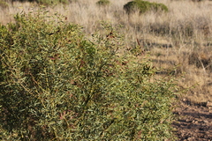 Acacia victoriae