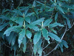 Rhododendron pseudochrysanthum