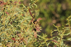 Acacia victoriae