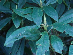 Rhododendron pseudochrysanthum