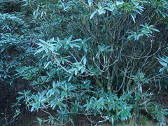 Rhododendron pseudochrysanthum